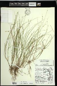 Carex trisperma image