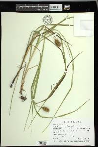 Carex typhina image