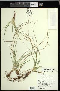 Carex umbellata image