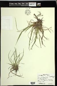 Carex umbellata image