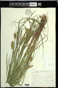 Carex tuckermanii image