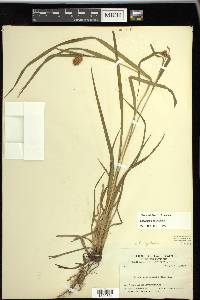 Carex typhina image