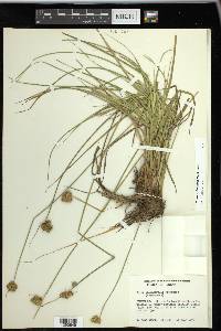 Carex unilateralis image