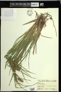 Carex typhina image