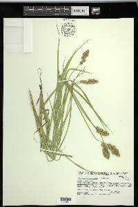 Carex projecta image