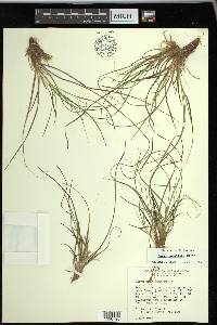 Carex umbellata image