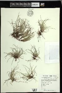 Carex umbellata image