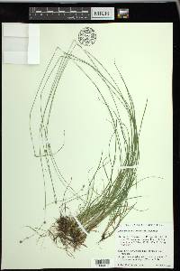 Carex trisperma image