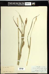 Carex trichocarpa image