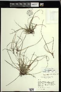 Carex umbellata image