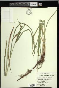 Carex trichocarpa image