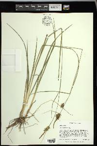 Carex turgescens image