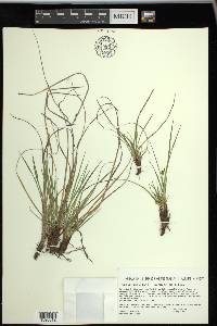 Carex umbellata image