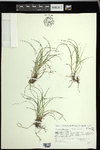 Carex umbellata image