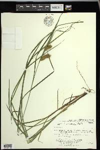 Carex tuckermanii image