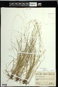 Carex trisperma image