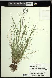 Carex umbellata image