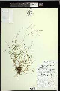 Carex trisperma image