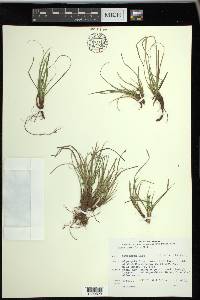 Carex umbellata image