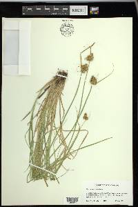 Carex unilateralis image