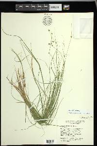 Carex trisperma image