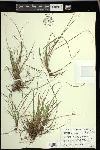 Carex umbellata image