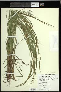 Carex tuckermanii image