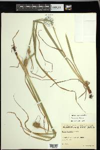 Carex typhina image