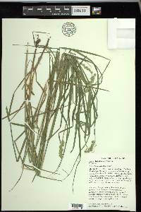 Carex tribuloides var. tribuloides image