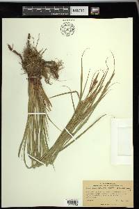 Carex trichocarpa image