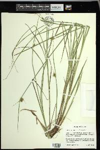 Carex unilateralis image