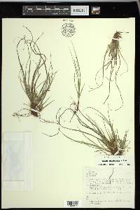 Carex umbellata image