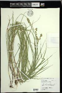 Carex tribuloides var. tribuloides image