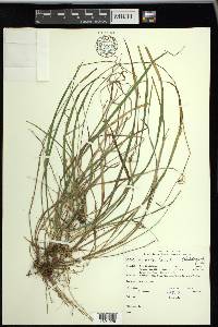 Carex vaginata image