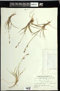 Carex vaginata image