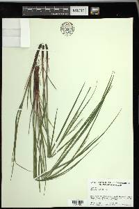 Carex virescens image