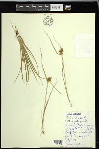 Carex viridula image