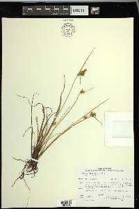 Carex viridula image