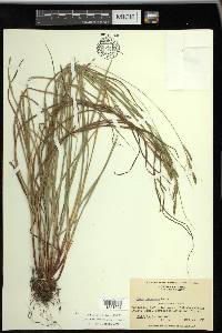 Carex virescens image