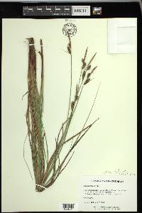 Carex vestita image