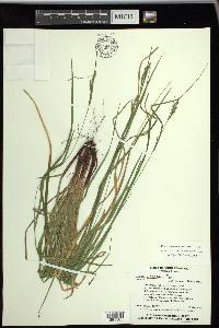 Carex virescens image