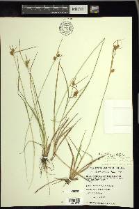 Carex viridula image