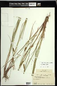 Carex vesicaria image