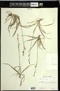 Carex vaginata image