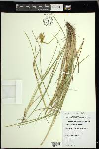 Carex viridula image