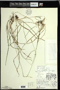 Carex vaginata image