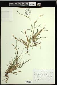 Carex vaginata image