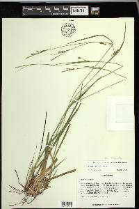 Carex venusta image