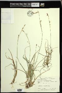 Carex vaginata image