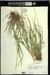 Carex vesicaria image